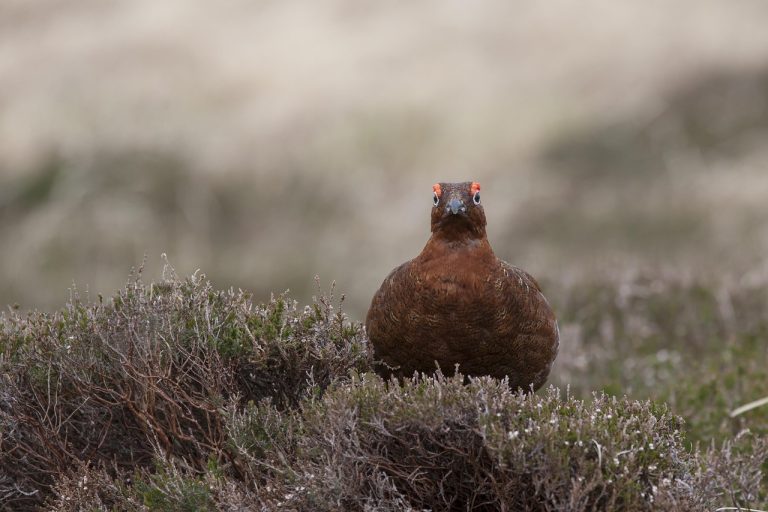 Bird, grouse, nature — UEFA Slots: Frequently Asked Questions