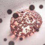 cell fate redirection