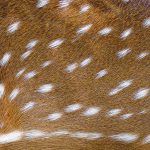 Fortnite Deer Skin
