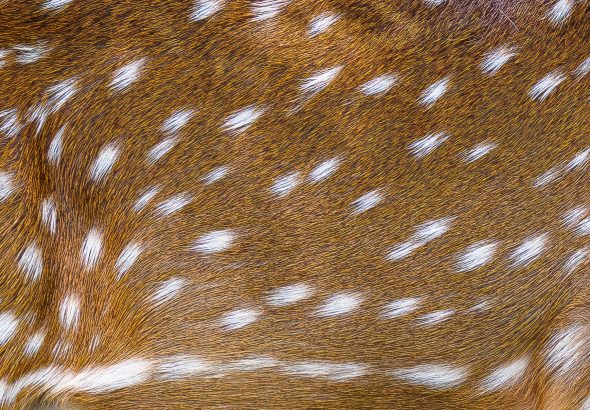 Fortnite Deer Skin