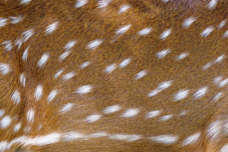 Fortnite Deer Skin
